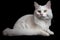 Turkish Angora cat (Generative AI)