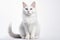 Turkish Angora Cat Stands On A White Background