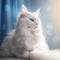 Turkish Angora Cat in Sunbeam