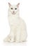 Turkish Angora cat on a white background