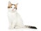 Turkish angora kitten sits on white background