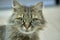 Turkish angora tortoise-colored close up