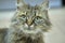 Turkish angora tortoise-colored close up