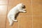 Turkish Angora. White cat.