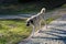 Turkish breed shepherd dog Kangal as guarding dog