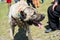 Turkish breed shepherd dog Kangal as guarding dog