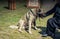 Turkish breed shepherd dog Kangal as guarding dog