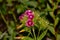 Turkish carnation on a blurred background