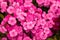 Turkish carnation pink flowers