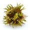 Turkish Hazelnut or Byzantine Hazel or Corylus colurna