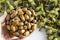 Turkish hazelnuts with own leaves,from Black Sea Region of Turkey new nuts of harvest.Hand holding full nuts in bamboo bowl