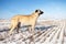 Turkish Kangal dog in the pasture in winter.
