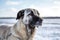 Turkish Kangal dog in the pasture in winter.