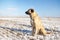 Turkish Kangal dog in the pasture in winter.