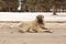 Turkish Kangal dog sits on street surrounded by snow. Homeless dog; stray dog