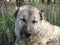 Turkish kangal dog in the woods | Kangal Shepherd Dog