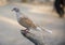 Turkish pigeon setting on tree branch