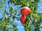 Turkish pomegranate on a tree ÑˆÑ‚ Alanya, Turkey