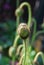 Turkish poppy (Papaver orientale) - Flower bud