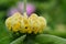 Turkish sage phlomis russeliana