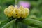 Turkish sage phlomis russeliana