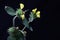 Turkish sage phlomis russeliana in bloom