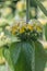 Turkish sage Phlomis russeliana, globose cluster of soft yellow flowers