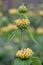 Turkish sage Phlomis russeliana globose clusters of yellow hooded flowers