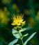 Turkish tutsan yellow flower - Hypericum inodorum Hypericum xylosteifolium