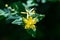 Turkish tutsan yellow flower - Hypericum inodorum Hypericum xylosteifolium
