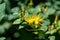 Turkish tutsan yellow flower - Hypericum inodorum Hypericum xylosteifolium