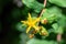 Turkish tutsan yellow flower - Hypericum inodorum Hypericum xylosteifolium