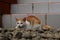 Turkish Van cat breed looking into grasshopper and ready to pouncing to its prey