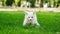 Turkish Van Cat. Van Kedisi. Cute white kitten with colorful eyes.