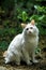 TURKISH VAN DOMESTIC CAT, ADULT WITH DIFFERENT COLOURED EYES