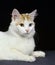 Turkish Van Domestic Cat laying against Black Background