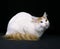 Turkish Van Domestic Cat laying against Black Background