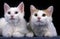 Turkish Van Domestic Cat, Mother and Kitten laying