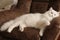 Turkish white angora cat eye pet