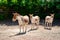 Turkmen Kulan. cloven-hoofed animals in zoo. observation of wild animals