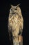 Turkmenian eagle owl