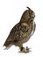 Turkmenian Eagle owl / bubo bubo turcomanus sitting side ways isolated on white background looking straight forward / profile