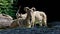 Turkmenian markhor, Capra falconeri heptneri sitting on a rock