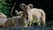 Turkmenian markhor, Capra falconeri heptneri sitting on a rock