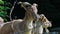 Turkmenian markhor, Capra falconeri heptneri sitting on a rock