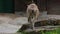 Turkmenian markhor, Capra falconeri heptneri sitting on a rock