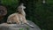 Turkmenian markhor, Capra falconeri heptneri sitting on a rock