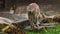 Turkmenian markhor, Capra falconeri heptneri sitting on a rock