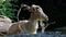 Turkmenian markhor, Capra falconeri heptneri sitting on a rock