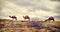 Turkmenistan, Ñamels graze in the Karakum desert.  The desert occupies 70% of the area of Turkmenistan